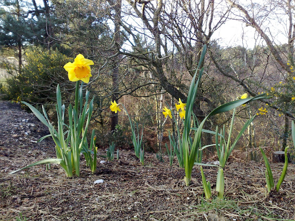 Daffodils