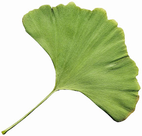 ginko biloba leaf - a powerful super food