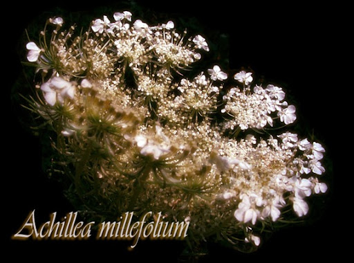 achillea