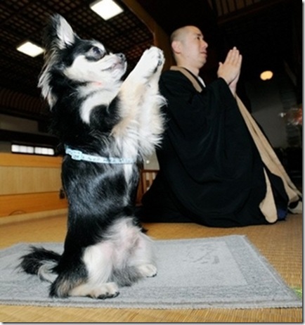 Praying Dog Chihuahua Conan picture