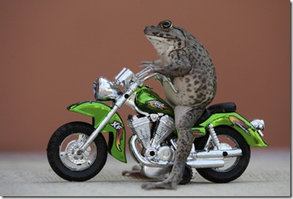 Oui, a Frog Moto Rider