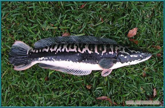 Freshwater] Giant Snakehead - HLF