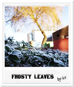 frost1