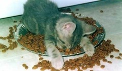 sleeping_kitten-784084[1]