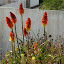 Kniphophia