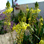 Bulbine frutescens