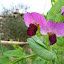 Mangetout Peas