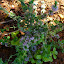 Mentha pulegium