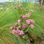Sedum "Matrona"