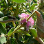 Phlomis purpurea
