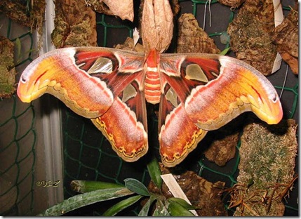 attacus_atlas_2