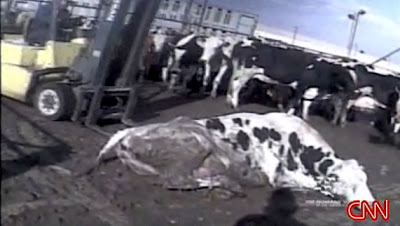 a shot of a forklift hitting a cow with its forks