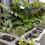 Vegetable