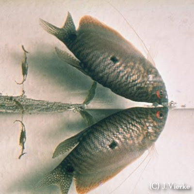  Trichogaster trichopterus, Wildform