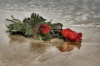 Rosas en el mar