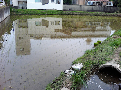 campo de arroz plantado — 田植えされた田んぼ — Planted rice field