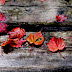 falling leaves