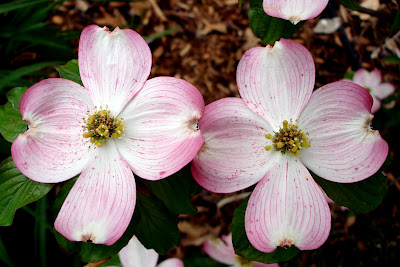 Dogwood+blossom+lyrics