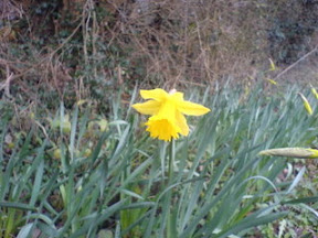 Daffodil