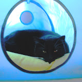 Summer Cats