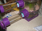 Frog in a tube
