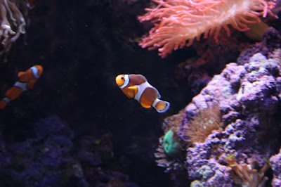 O chamado Némo no Oceanário de Lisboa