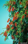image scarlet bottlebrush