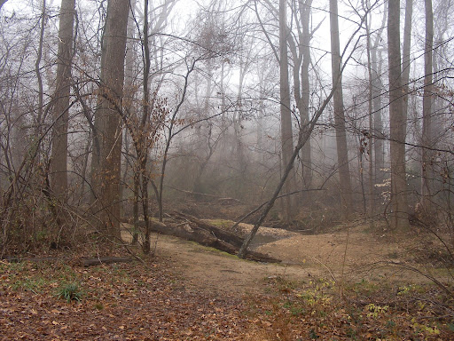 Photo of woods and creek