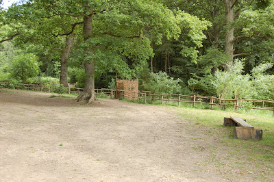 Enchanted forest start