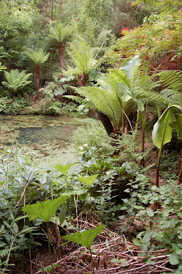 Ferns by pool