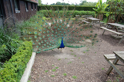 Peacock full frontal