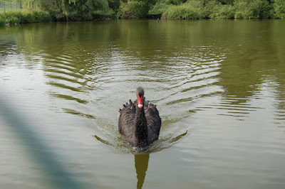Mean Black Swan