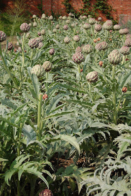 Globe Artichokes