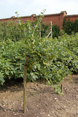 standard gooseberry