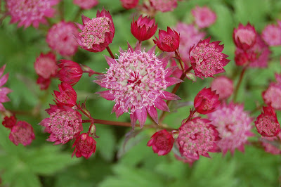 Astrantia Hadspen Blood