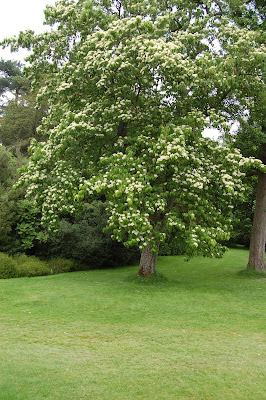 Cornus Wilsoniii