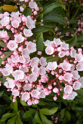 Kalmia Latifolia