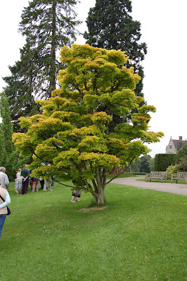 Acer ??