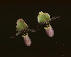 Orchids