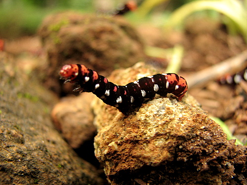 Digital photography by Naroor Rathish