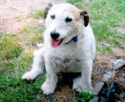 George, a 9-year-old Jack Russell terrier, fought off two pit bulls, saving five children.