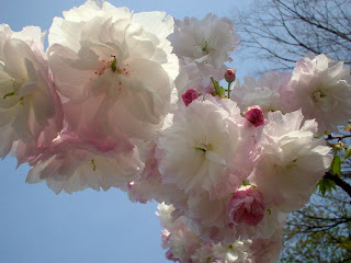 手前桜公園の八重桜