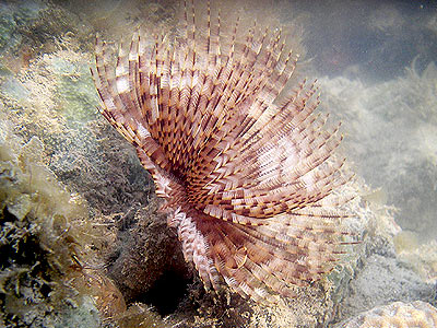 Fan worm or feather duster worm, Sabellastarte indica