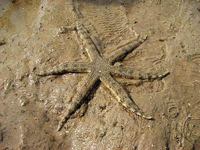 Common sea stars, Archaster typicus