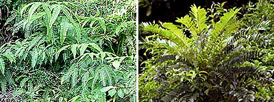 Resam fern, Dicranopteris linearis, and Tongkat Ali, Eurycoma longifolia jack