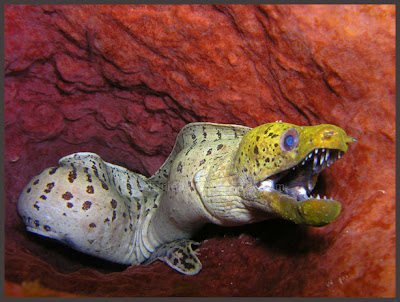Barracuda Redang