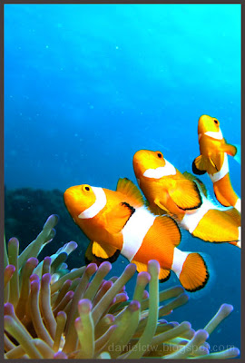 Clownfish 2 Redang