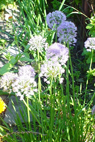 Allium nutans