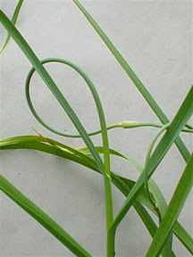 Metechi