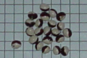 Peabean